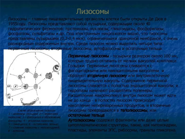 Лизосомы Схема образования лизосом 1 – комплекс Гольджи; 2 – первичная