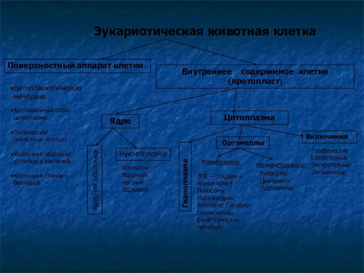 Немембранные