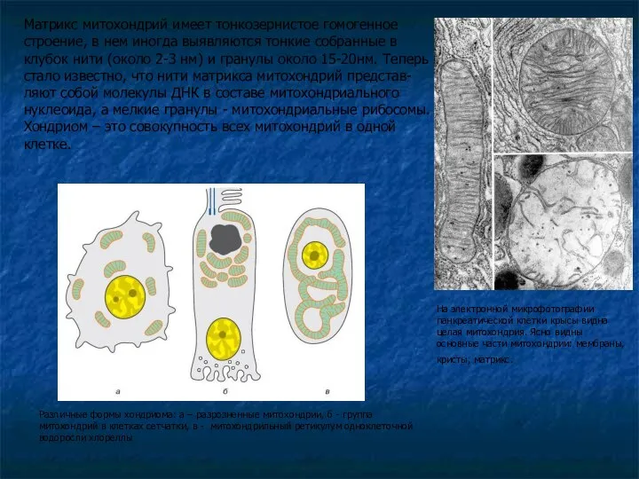На электронной микрофотографии панкреатической клетки крысы видна целая митохондрия. Ясно видны