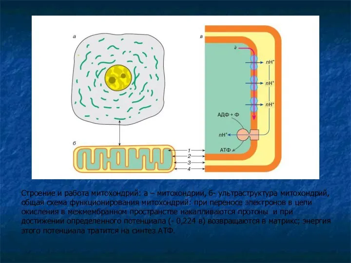 Строение и работа митохондрий: а – митохондрии, б- ультраструктура митохондрий, общая