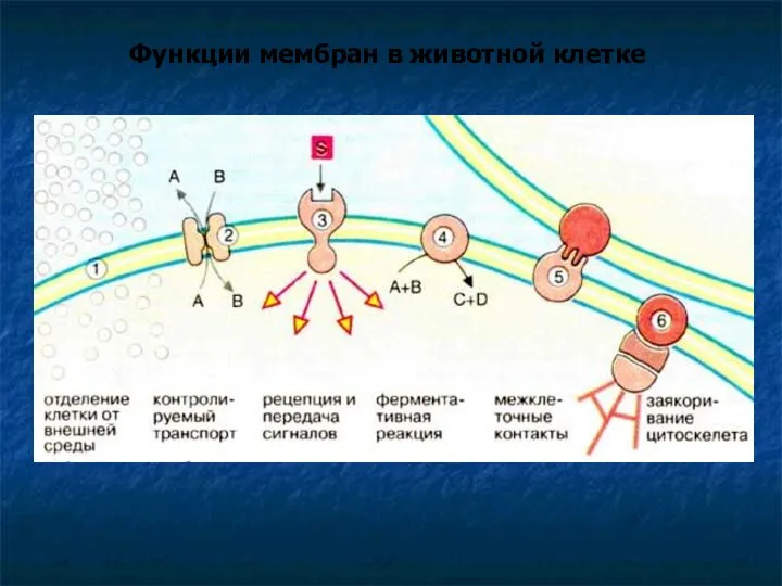 Функции мембран в животной клетке