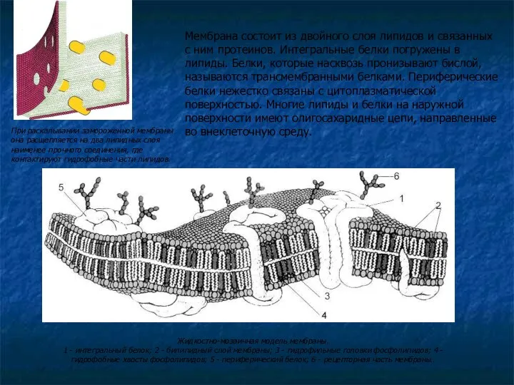 Мембрана состоит из двойного слоя липидов и связанных с ним протеинов.