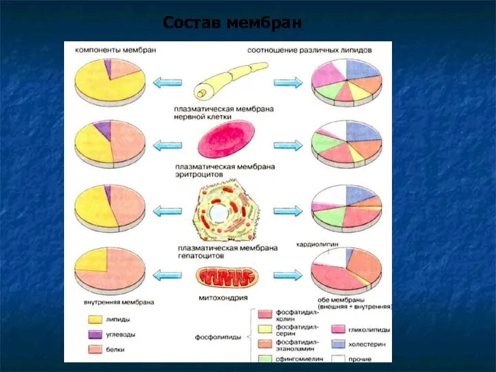 Состав мембран