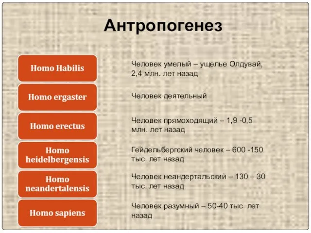 Антропогенез Человек умелый – ущелье Олдувай, 2,4 млн. лет назад Человек