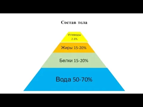 Углеводы 2-3% Жиры 15-20% Белки 15-20% Вода 50-70% Состав тела