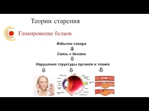 Теории старения Гликирование белков Нарушение структуры органов и тканей Избыток сахара Связь с белком