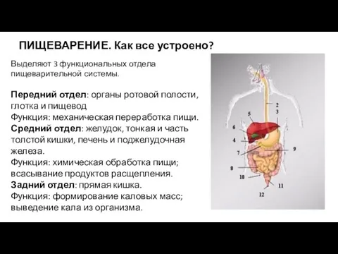 ПИЩЕВАРЕНИЕ. Как все устроено? Выделяют 3 функциональных отдела пищеварительной системы. Передний