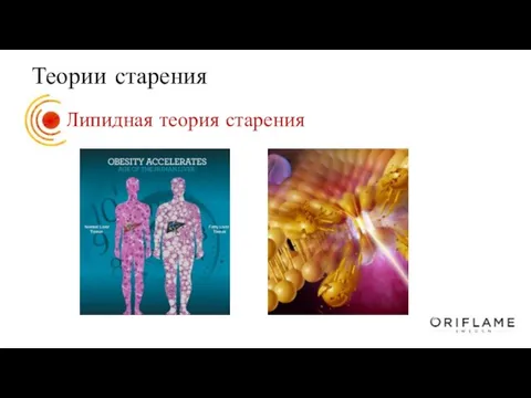 Теории старения Липидная теория старения