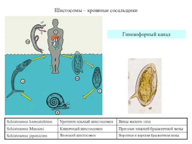 Шистосомы – кровяные сосальщики Гинекофорный канал