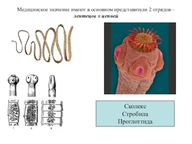 Медицинское значение имеют в основном представители 2 отрядов – лентецов и цепней Сколекс Стробила Проглоттида