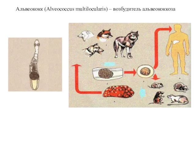 Альвеококк (Alveococcus multilocularis) – возбудитель альвеококкоза