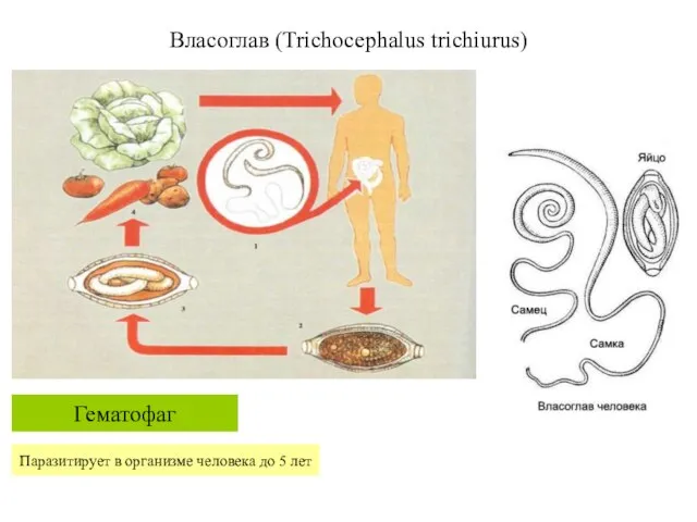 Власоглав (Trichocephalus trichiurus) Гематофаг Паразитирует в организме человека до 5 лет