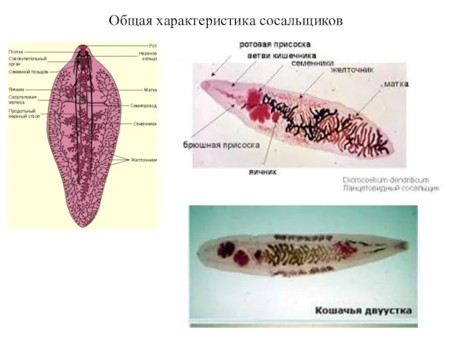 Общая характеристика сосальщиков