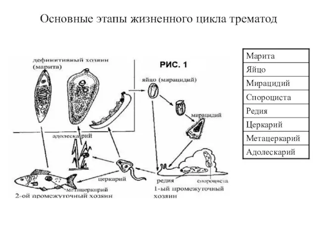 Основные этапы жизненного цикла трематод