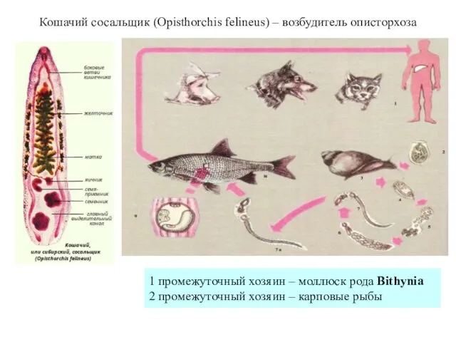 Кошачий сосальщик (Opisthorchis felineus) – возбудитель описторхоза 1 промежуточный хозяин –