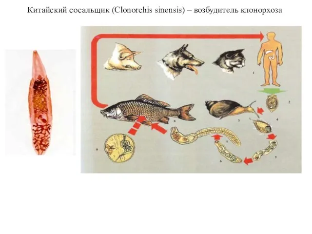 Китайский сосальщик (Clonorchis sinensis) – возбудитель клонорхоза