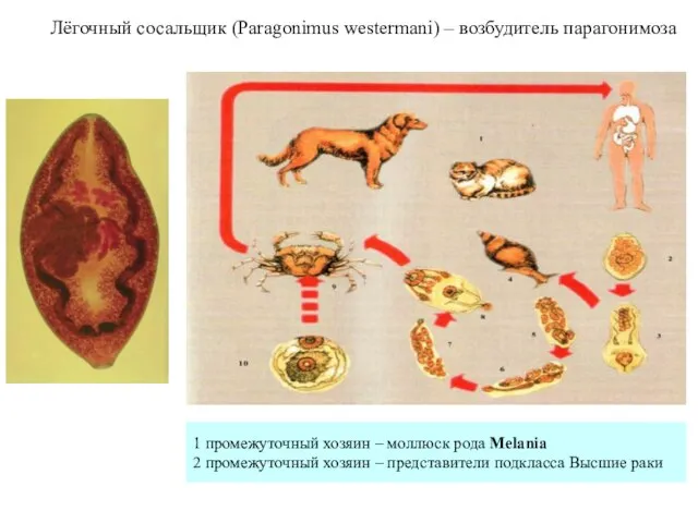 Лёгочный сосальщик (Paragonimus westermani) – возбудитель парагонимоза 1 промежуточный хозяин –