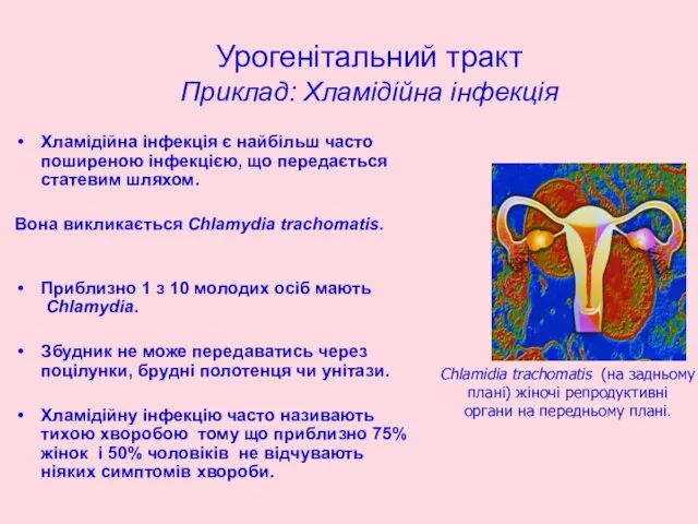 Урогенітальний тракт Приклад: Хламідійна інфекція Хламідійна інфекція є найбільш часто поширеною