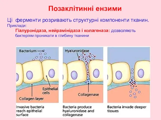 Ці ферменти розривають структурні компоненти тканин. Приклади: Гіалуронідаза, нейрамінідаза і колагеназа: