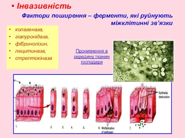 Інвазивність Фактори поширення – ферменти, які руйнують міжклітинні зв’язки колагеназа, гіалуронідаза,