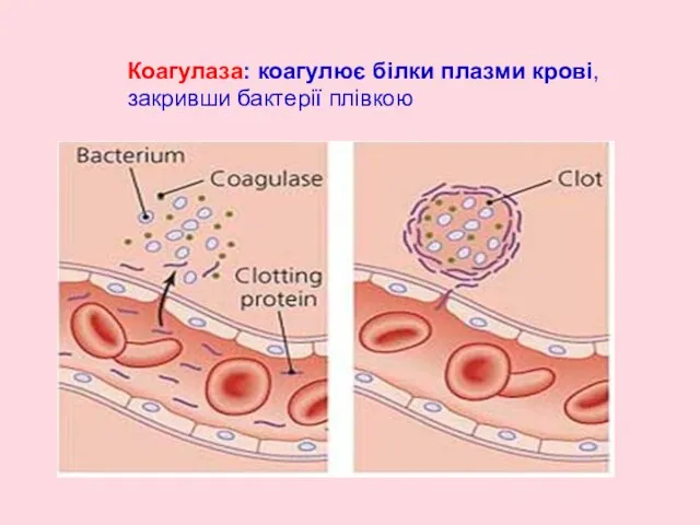 Коагулаза: коагулює білки плазми крові, закривши бактерії плівкою