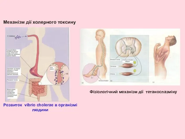 Механізм дії холерного токсину Розвиток vibrio cholerae в організмі людини Фізіологічний механізм дії тетаноспазміну