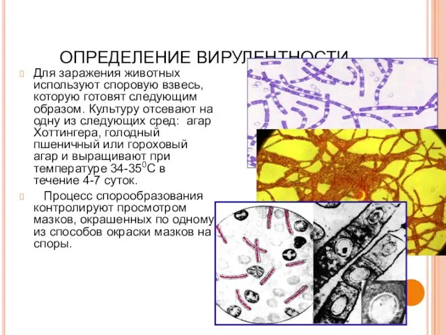 ОПРЕДЕЛЕНИЕ ВИРУЛЕНТНОСТИ Для заражения животных используют споровую взвесь, которую готовят следующим