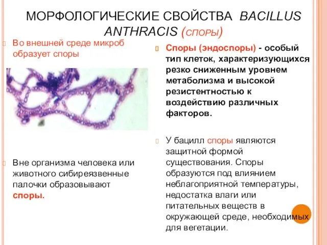 МОРФОЛОГИЧЕСКИЕ СВОЙСТВА BACILLUS ANTHRACIS (споры) Во внешней среде микроб образует споры