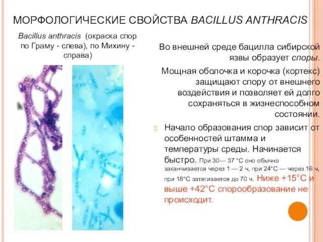 МОРФОЛОГИЧЕСКИЕ СВОЙСТВА BACILLUS ANTHRACIS Во внешней среде бацилла сибирской язвы образует