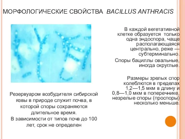 МОРФОЛОГИЧЕСКИЕ СВОЙСТВА BACILLUS ANTHRACIS В каждой вегетативной клетке образуется только одна