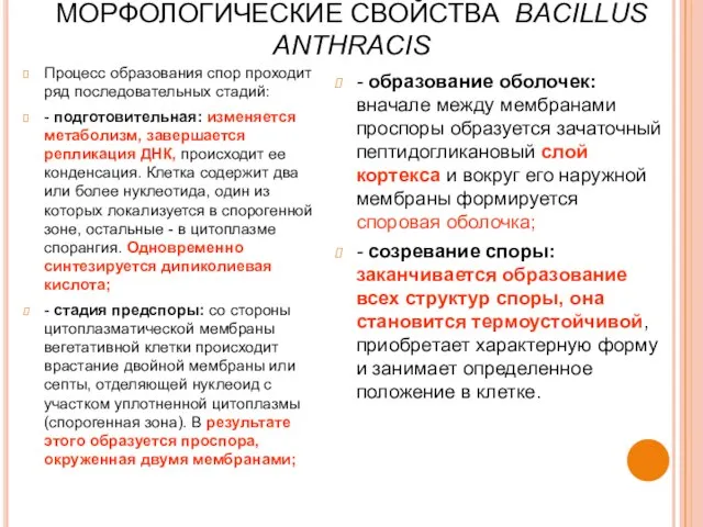 МОРФОЛОГИЧЕСКИЕ СВОЙСТВА BACILLUS ANTHRACIS Процесс образования спор проходит ряд последовательных стадий: