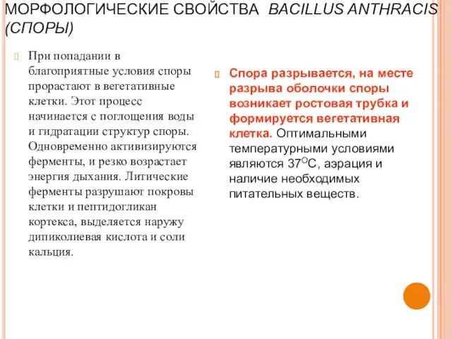 МОРФОЛОГИЧЕСКИЕ СВОЙСТВА BACILLUS ANTHRACIS (СПОРЫ) При попадании в благоприятные условия споры