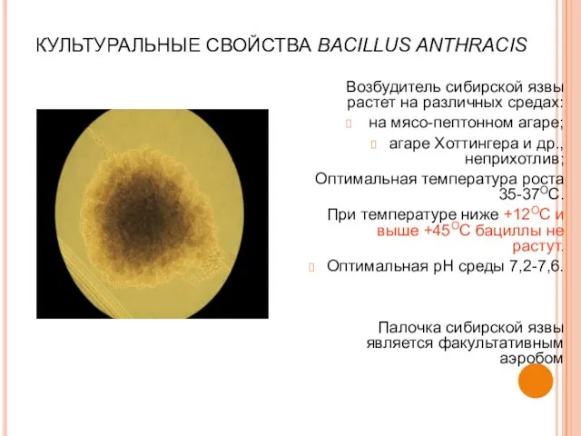 КУЛЬТУРАЛЬНЫЕ СВОЙСТВА BACILLUS ANTHRACIS Возбудитель сибирской язвы растет на различных средах: