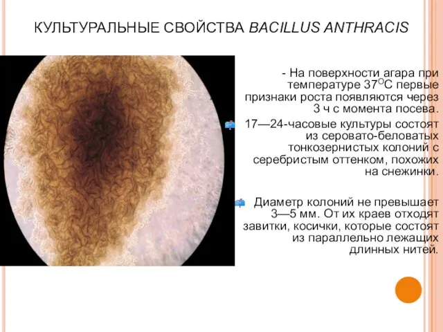 КУЛЬТУРАЛЬНЫЕ СВОЙСТВА BACILLUS ANTHRACIS - На поверхности агара при температуре 37OС