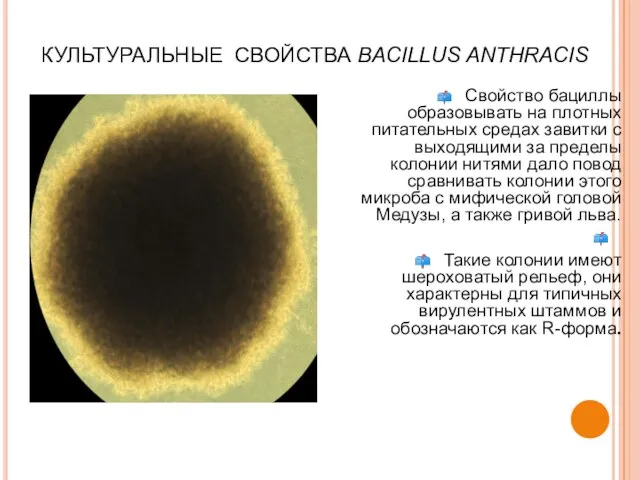 КУЛЬТУРАЛЬНЫЕ СВОЙСТВА BACILLUS ANTHRACIS Свойство бациллы образовывать на плотных питательных средах