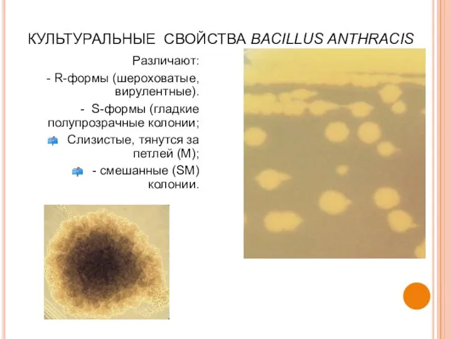 КУЛЬТУРАЛЬНЫЕ СВОЙСТВА BACILLUS ANTHRACIS Различают: - R-формы (шероховатые, вирулентные). - S-формы