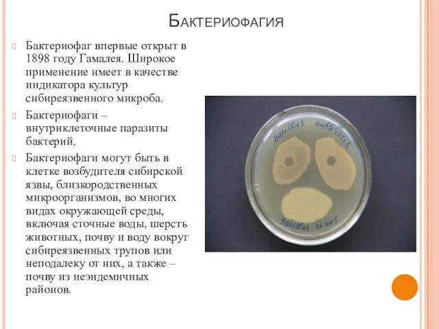 Бактериофагия Бактериофаг впервые открыт в 1898 году Гамалея. Широкое применение имеет