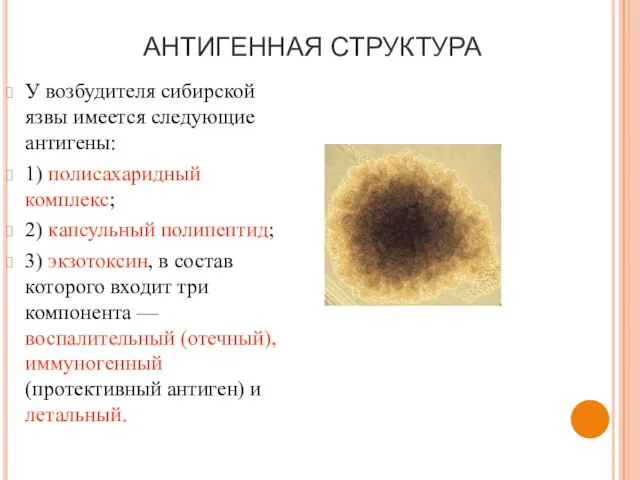 АНТИГЕННАЯ СТРУКТУРА У возбудителя сибирской язвы имеется следующие антигены: 1) полисахаридный