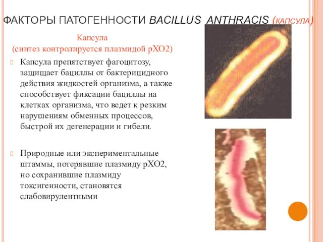 ФАКТОРЫ ПАТОГЕННОСТИ BACILLUS ANTHRACIS (капсула) Капсула (синтез контролируется плазмидой рХО2) Капсула