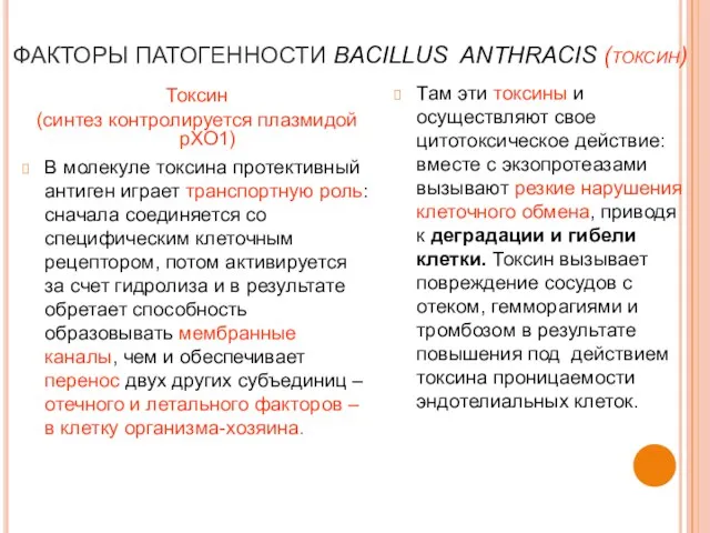 ФАКТОРЫ ПАТОГЕННОСТИ BACILLUS ANTHRACIS (токсин) Токсин (синтез контролируется плазмидой рХО1) В