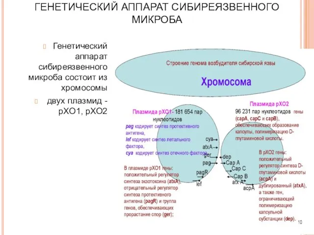 ГЕНЕТИЧЕСКИЙ АППАРАТ СИБИРЕЯЗВЕННОГО МИКРОБА Генетический аппарат сибиреязвенного микроба состоит из хромосомы двух плазмид - рХО1, рХО2