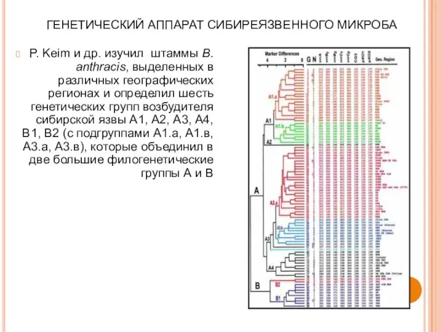 ГЕНЕТИЧЕСКИЙ АППАРАТ СИБИРЕЯЗВЕННОГО МИКРОБА Р. Keim и др. изучил штаммы B.