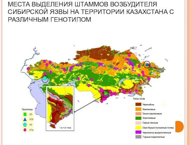 МЕСТА ВЫДЕЛЕНИЯ ШТАММОВ ВОЗБУДИТЕЛЯ СИБИРСКОЙ ЯЗВЫ НА ТЕРРИТОРИИ КАЗАХСТАНА С РАЗЛИЧНЫМ ГЕНОТИПОМ