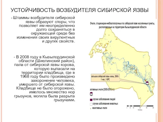 УСТОЙЧИВОСТЬ ВОЗБУДИТЕЛЯ СИБИРСКОЙ ЯЗВЫ - Штаммы возбудителя сибирской язвы образуют споры,