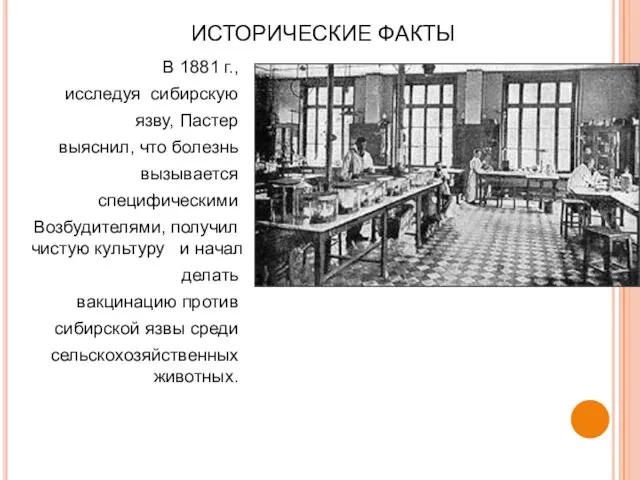 ИСТОРИЧЕСКИЕ ФАКТЫ В 1881 г., исследуя сибирскую язву, Пастер выяснил, что