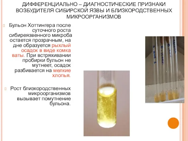 ДИФФЕРЕНЦИАЛЬНО – ДИАГНОСТИЧЕСКИЕ ПРИЗНАКИ ВОЗБУДИТЕЛЯ СИБИРСКОЙ ЯЗВЫ И БЛИЗКОРОДСТВЕННЫХ МИКРООРГАНИЗМОВ Бульон