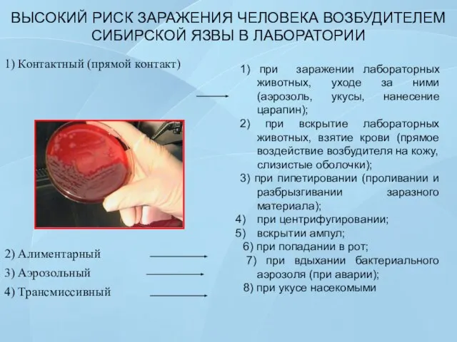 ВЫСОКИЙ РИСК ЗАРАЖЕНИЯ ЧЕЛОВЕКА ВОЗБУДИТЕЛЕМ СИБИРСКОЙ ЯЗВЫ В ЛАБОРАТОРИИ 1) Контактный