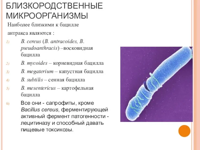 БЛИЗКОРОДСТВЕННЫЕ МИКРООРГАНИЗМЫ Наиболее близкими к бацилле антракса являются : B. cereus