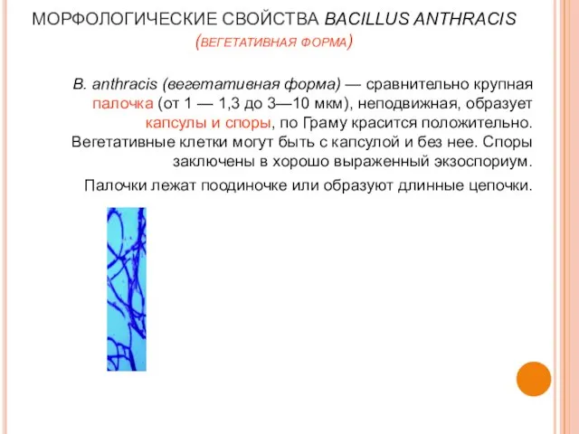 МОРФОЛОГИЧЕСКИЕ СВОЙСТВА BACILLUS ANTHRACIS (вегетативная форма) B. anthracis (вегетативная форма) —