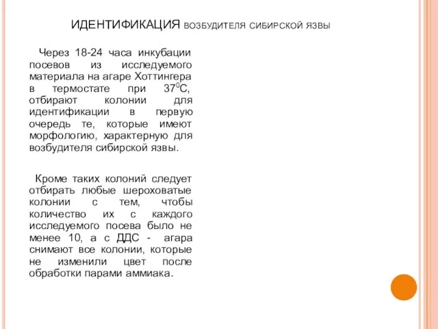 ИДЕНТИФИКАЦИЯ возбудителя сибирской язвы Через 18-24 часа инкубации посевов из исследуемого